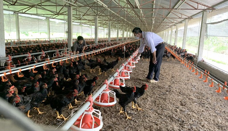 Ngành chăn nuôi chủ động ứng phó trước nguy cơ nắng nóng cho đàn vật nuôi
