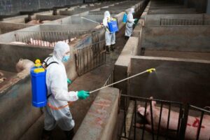 PROPER PIG PEN CLEANING AND DISINFECTION PROCEDURE TO PREVENT DISEASE OUTBREAKS