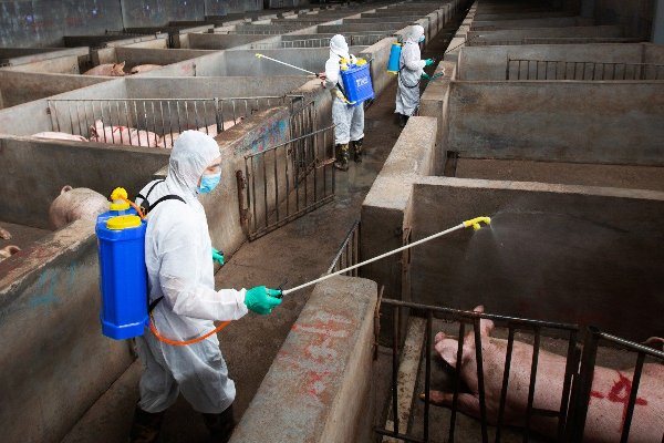 PROPER PIG PEN CLEANING AND DISINFECTION PROCEDURE TO PREVENT DISEASE OUTBREAKS