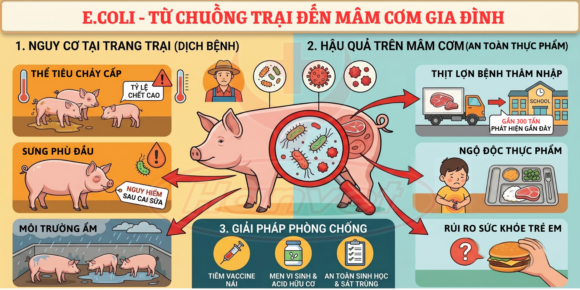 bệnh e.coli trên heo con - vietvet