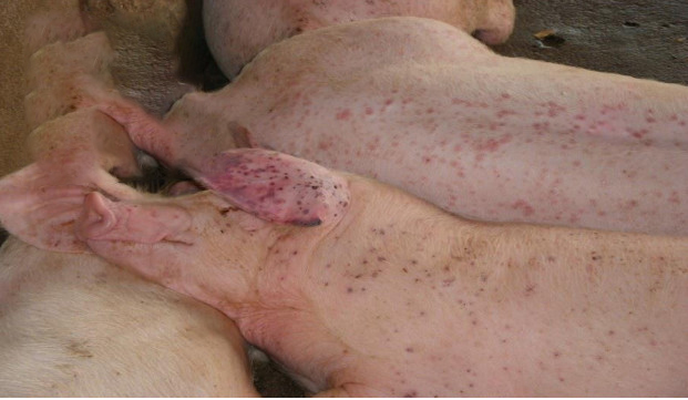 irritant dermatitis in pigsbiotech