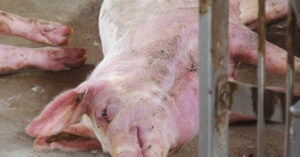 Dangerous effects and transmission pathways of foot-and-mouth disease virus SAT1 in livestock - Vietvet