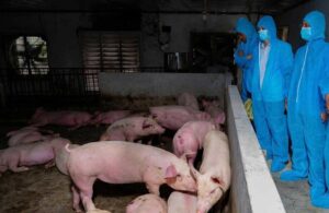 Biện pháp kiểm soát mua bán vận chuyển và cách ly gia súc để phòng ngừa dịch lở mồm long móng SAT1-vietvet