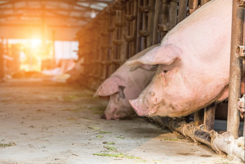 PIG CARE DURING SEASONAL TRANSITIONS FOR BETTER HEALTH - biotech