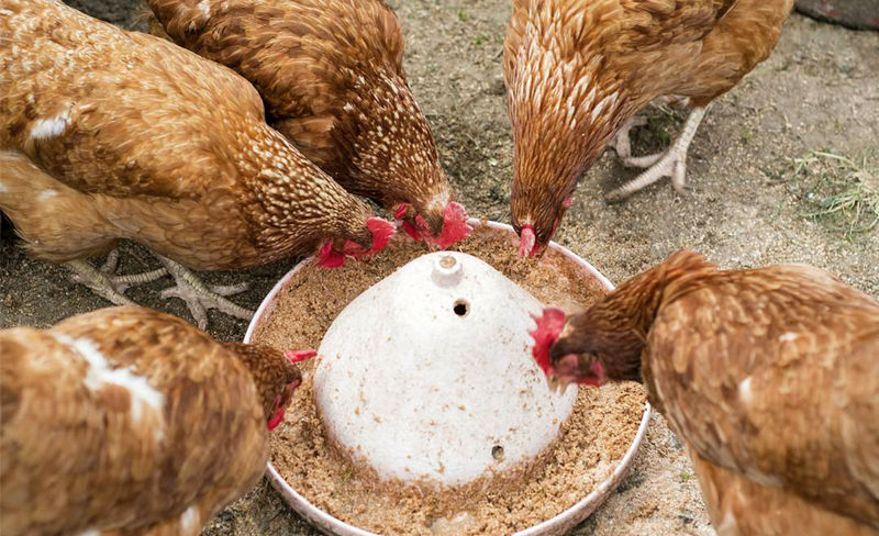 CALCIUM SUPPLEMENTS FOR CHICKENS: STRONG BONES & EGGS