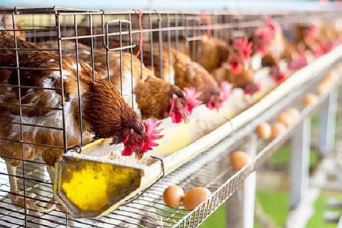 thoái hóa xương ở gà đẻ - biotech