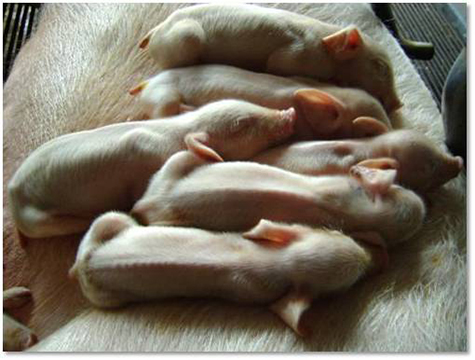 Stunted piglets - vietvet