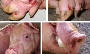 Foot-and-mouth disease outbreak SAT1