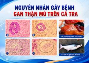 Vi khuẩn Edwardsiella ictaluri là nguyên nhân trực tiếp gây bệnh gan thận mủ trên cá tra.