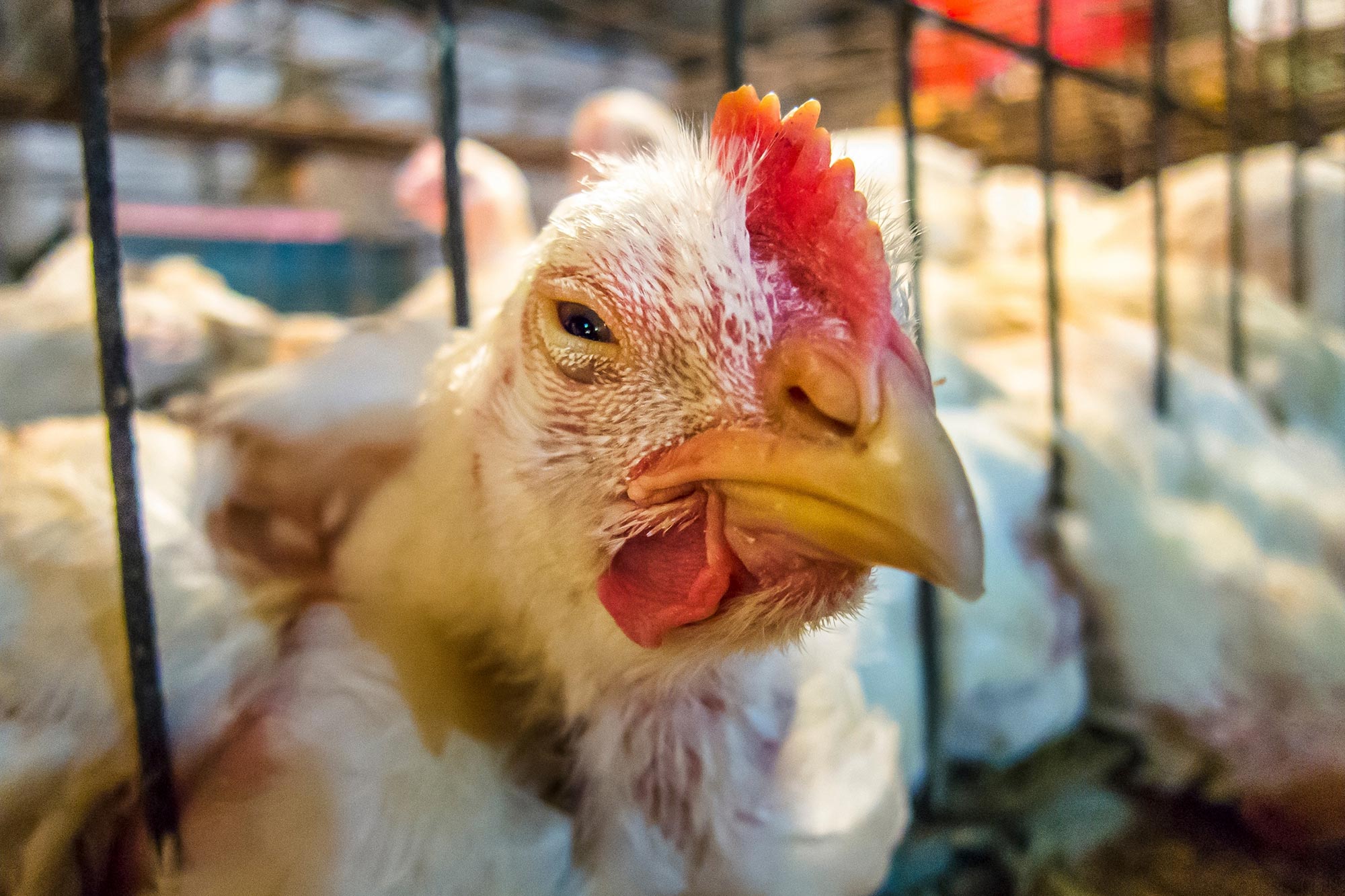 CHRONIC RESPIRATORY DISEASE IN CHICKENS