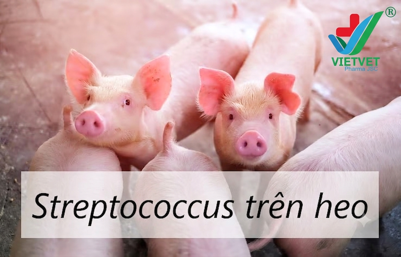 STREPTOCOCCUS SUIS IN PIGS: SYMPTOMS AND PREVENTION