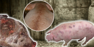 Các mảng da bị đỏ và sưng tấy ở vùng bụng và bẹn - một trong những biểu hiện ban đầu rất dễ nhận biết của bệnh kích ứng viêm da trên heo.