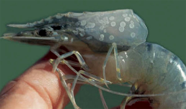 WHITE SPOT DISEASE IN SHRIMP: CAUSES & PREVENTION