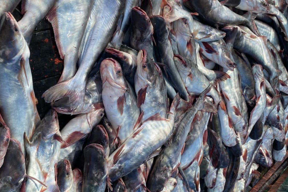 TOP 7 COMMON PANGASIUS DISEASES AND TREATMENTS