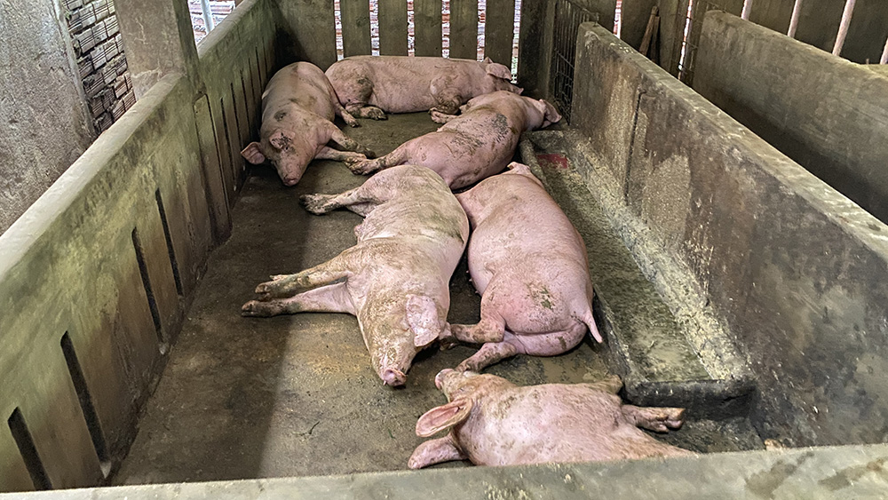AFRICAN SWINE FEVER (ASF): A MAJOR THREAT TO PIG FARMING AND EFFECTIVE DISEASE PREVENTION SOLUTIONS