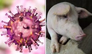 Virus gây bệnh dịch tả heo châu Phi có sức sống rất bền bỉ ngoài môi trường và rất khó kiểm soát.