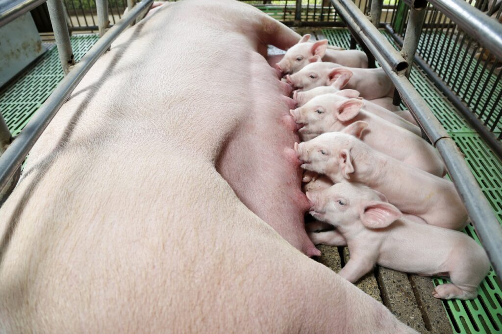 SOW CARE: A COMPLETE GUIDE FOR BETTER PRODUCTIVITY