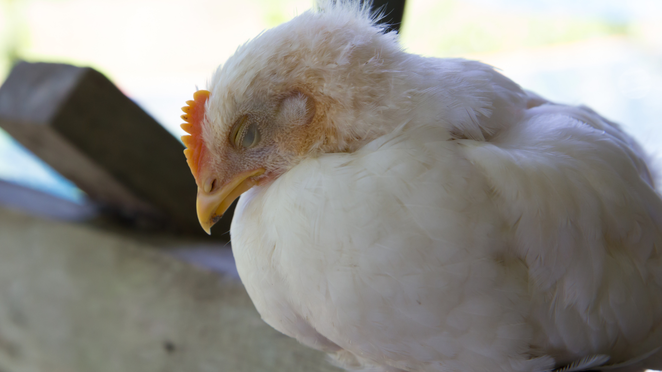 AVIAN INFLUENZA: SIGNS, CAUSES, PREVENTION