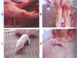 Depending on the affected organ, pigs infected with Streptococcus suis may exhibit symptoms such as convulsions, cyanosis of the skin, joint swelling, or difficulty breathing.