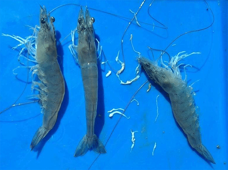 Bệnh phân trắng ở tôm thẻ